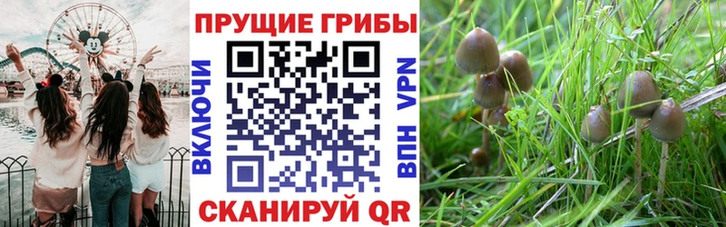 это наркотические препараты Ахтубинск Галлюциногенные грибы прущие грибы закладки